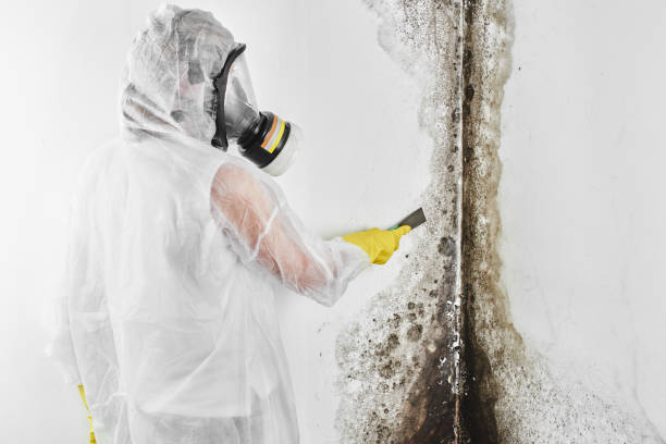 Trusted Hinesville, GA Mold Remediation Experts