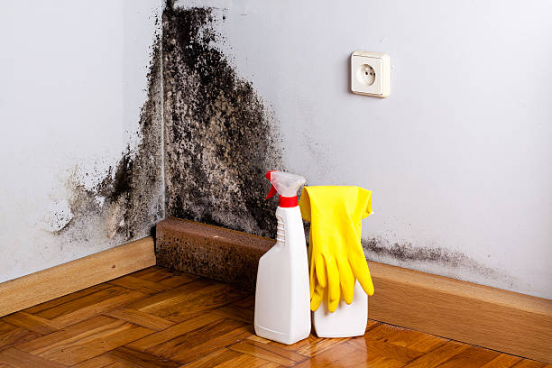 Best Post-Flood Mold Remediation in Hinesville, GA